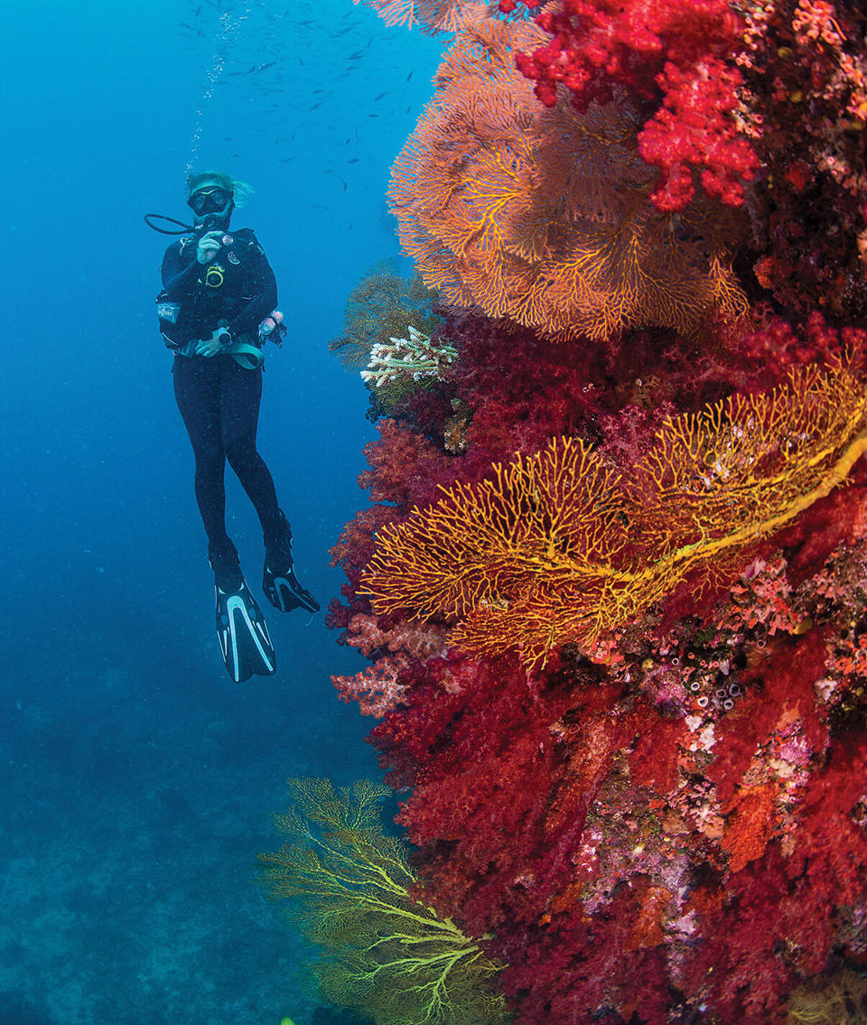 Bula! Experience Diving in Fiji The Official Travel Site of the Fiji
